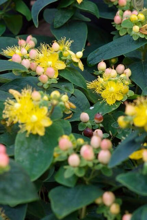 Johanniskraut Hypericum inodorum 'Annebel' – ↕10-25cm – Ø9cm – 6 Pflanzen – Kompakter, sommerblühender Strauch für Beete, Bodendecker & niedrige Hecken – Pflegeleicht & winterhart