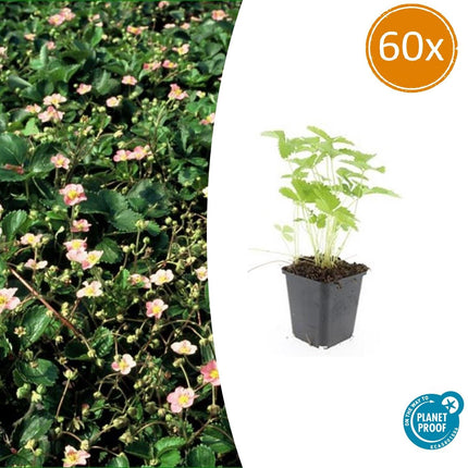 Wald – Erdbeere – Fragaria vesca – ↑10-25cm – Ø9cm – 60 Pflanzen – Süße Früchte, pflegeleichter Bodendecker & Beetpflanze – Vogel