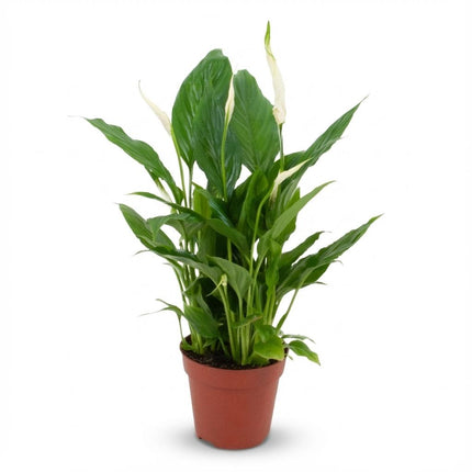Scheidenblatt Spathiphyllum Einblatt – Ø12cm – Höhe 35-40cm – Luftreinigende Zimmerpflanze weiß blühend