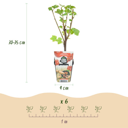 Obstpflanzen Set 8 Pflanzen Höhe 30cm  Ø9cm – Rote Johannisbeere Gelbe Himbeere Schwarze Brombeere Blaubeere – winterhart
