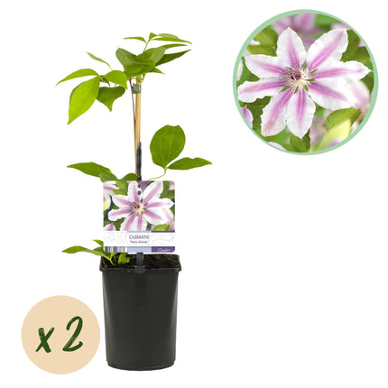 Kletterpflanze Clematis Nelly Moser – Rosa Blüten – Wenig Pflege – 2 Pflanzen – 11 cm Höhe 40 cm – Für Garten, Balkon & Pergolen