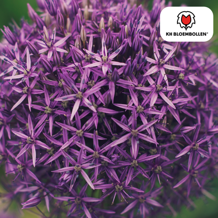 Allium 'Globemaster' – Zierlauch – violette Blütenkugeln – 5 Blumenzwiebeln – ↕80-100cm – bienenfreundliche Sommerblüher