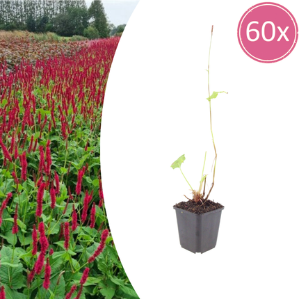Persicaria amplexicaulis Blackfield – 60 Pflanzen – Ø9cm – Höhe 10-25cm – Winterharte Staude – Weinrote Blütenähren