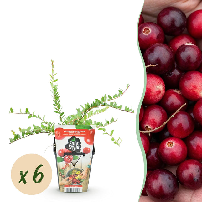 Blaubeerpflanzen Vaccinium macrophylla Early Black winterhart 6 Pflanzen Höhe 35cm Ø9cm – Dunkelrote Beeren