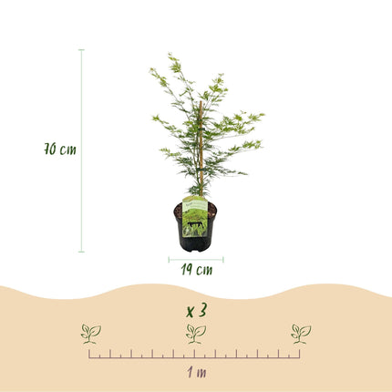 Japanischer Ahorn – Acer palmatum 'Emerald Lace' – Balkonpflanze – ca. 70cm hoch – Topf Ø19cm – feingeschnittenes grünes Laub, herbstliche Gold