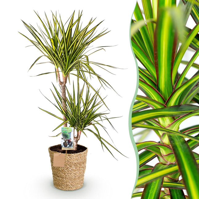 Dracaena Sunray – 90-100cm – 21cm inkl. Naturkorb – Pflegeleichter Drachenbaum – Grün – Gelbes Blattwerk