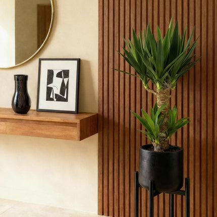 Yucca Elephantipes – 2 Pflanzen – 75cm – 17cm – Pflegeleichte Palmlilie mit schmalen Blättern – Luftreinigend