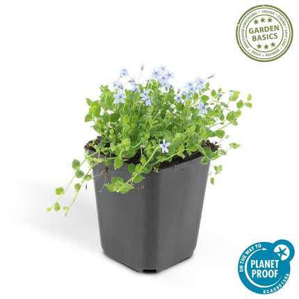 Isotoma fluviatilis – Blauer Sternteppich – 48Pflanzen – Ø9cm – ↕10–25cm – Bodendecker mit Blüte Juni–September – Für Sonne & Halbschatten – Flachwachsend & pflegeleicht