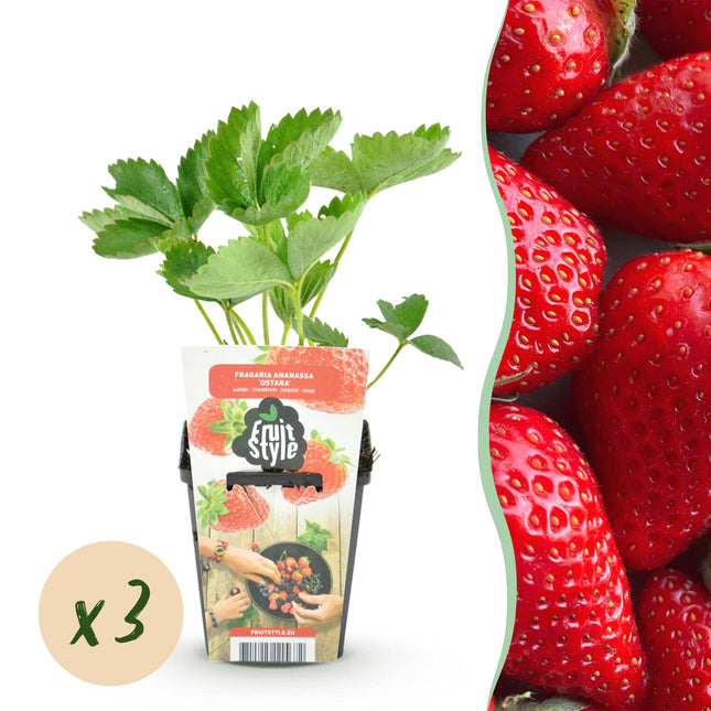 Erdbeere Fragaria Elsanta winterhart 3 Pflanzen Höhe 30cm Ø9cm – Rote Erdbeere für Beet Balkon & Topf – Ertragreiche Obstpflanze mit süßem Aroma