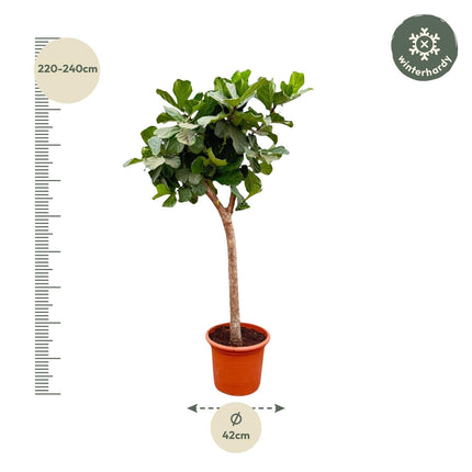 Ficus Lyrata Baum XXL 230cm – Geigenfeige Zimmerpflanze extra groß – Ø40-45cm – große glänzende Blätter – ideal für Wohnzimmer & Büro