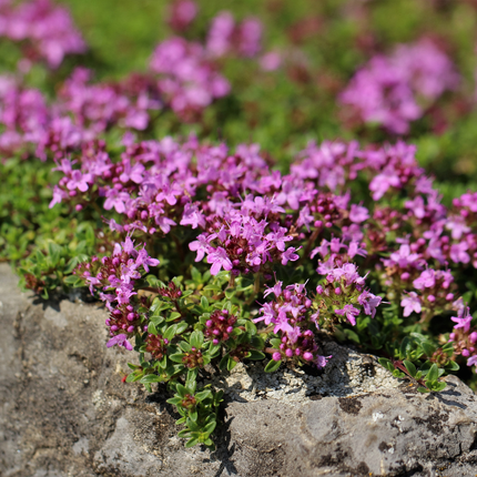 Thymus praecox Coccineus Bodendecker – 48 Pflanzen – Ø9cm – Höhe 10-25cm – Winterharter Polsterthymian – Bienenfreundlich – Für Steingarten, Beet & Pflasterfugen