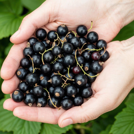 Schwarze Johannisbeerpflanzen Ribes nigrum Titania winterhart 6 Pflanzen Ø9cm Höhe 30cm – Vitaminreiche schwarze Johannisbeere für Garten & Balkon