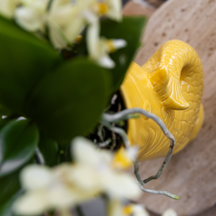 Mediterranean Sunset Geschenkset – Pflanzenset mit weißer Orchidee Lausanne & 2 Sukkulenten – In gelben Ziertöpfen & Korbtablett – Urlaubsflair für Zuhause