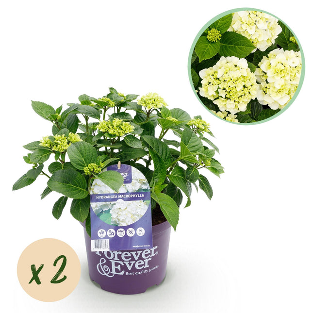 Hydrangea Forever & Ever Weiß – Hortensie Ø23cm – ↕55cm – 2 Pflanzen – Winterhart & reichblühend – Balkon & Garten – 7-12 Blüten