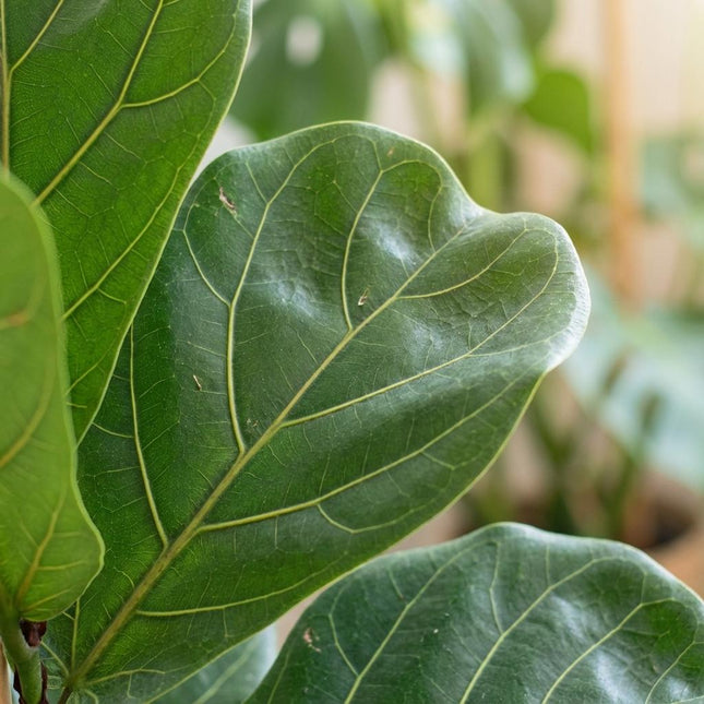 Ficus Lyrata Geigenfeige Zimmerpflanze 75-85cm 21cm Pflegeleichte Grünpflanze für Wohnzimmer Büro & Innenräume