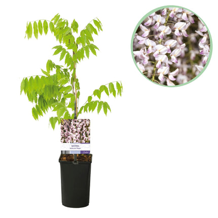 Kletterpflanze Wisteria floribunda Rosea – Rosa Blütentrauben – Frühling – 11cm x H40cm – Pflegeleicht – Für Garten, Pergola & Zaun