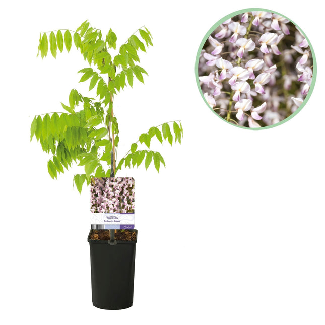 Kletterpflanze Wisteria floribunda Rosea – Rosa Blütentrauben – Frühling – 11cm x H40cm – Pflegeleicht – Für Garten, Pergola & Zaun
