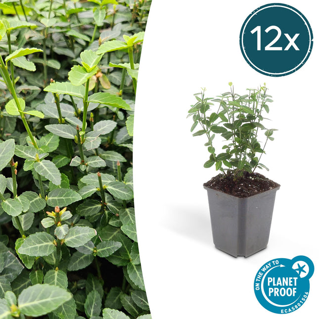 Immergrüne Kriechspindel – Euonymus fortunei radicans – ↕10-25 cm – Ø9 cm – 12 Pflanzen – Bodendecker – Pflegeleicht & Winterhart – Garten, Beete & Zäune