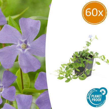 Kleines Garten-Immergrün Vinca minor 'La Grave' – 60 Pflanzen – ↨10-25 cm, Ø9 cm – Immergrüner Bodendecker mit violetten Blüten, schattentolerant & pflegeleicht