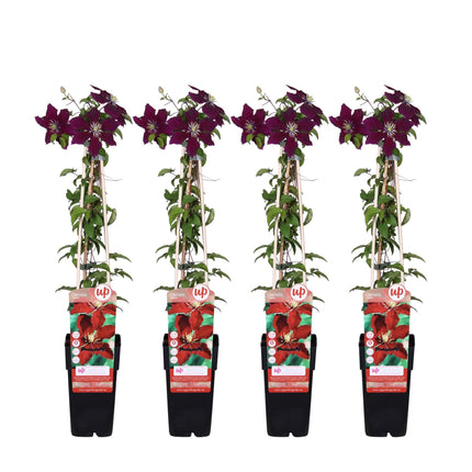 Waldrebe - Clematis Niobe – 4 Pflanzen - Winterharte Kletterpflanze mit leuchtend roten Blüten – Ø15 cm Topf – Ca. 65 cm hoch – Blüte Mai bis September – Perfekt für Garten, Pergola & Zaun