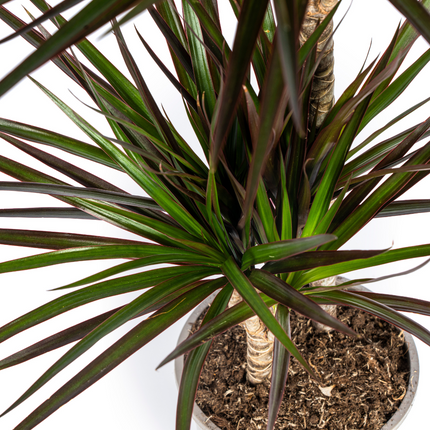 Drachenbaum Dracaena Marginata Magenta – Zimmerpflanze Ø19cm – 70-90cm hoch – Moderne Grünpflanze mit magentafarbenen Blatträndern – Pflegeleicht & dekorativ