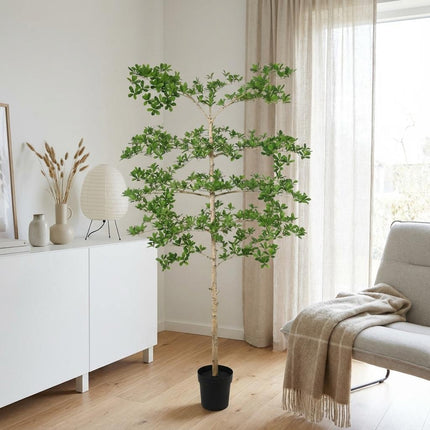 Bucida Kunstpflanze 200cm – Große Designer Deko Baum Pflanze – Pflegefreie Zimmerpflanze für Wohnzimmer Büro & Empfangsbereich