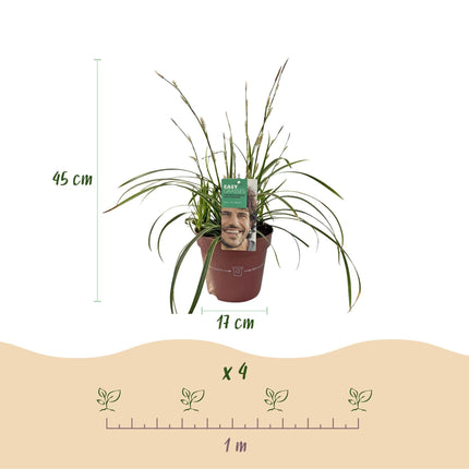 Weißrandige Segge Carex morrowii Ice Dance – 2 Pflanzen – Ø17cm – Immergrün, winterhart & pflegeleicht – Weiß-grüne Blätter – Höhe ca. 50cm – Frischer Look für Garten & Innenbereich