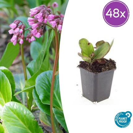 Bergenia cordifolia 'Herbstblüte' – 48 Pflanzen – ↕10-25cm – Ø9cm – Immergrüne Staude – Herbstblüte in Rosa – Pflegeleicht – Für Schattige Standorte