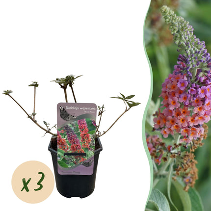 Schmetterlingsbusch Buddleja davidii Flower Power – Orange-Lila Blüten – 3 Pflanzen – 1 m² – Schmetterlingsfreundlich – 17 cm Höhe 30 cm