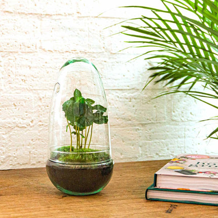 Flaschengarten Egg Coffea Arabica – DIY Pflanzen-Terrarium – Höhe 25 cm – Selbstversorgendes Mini-Ökosystem – Inkl. Moos, Erde & Pflanze – Einfacher Aufbau in 5 Schritten – Für Zuhause & Büro