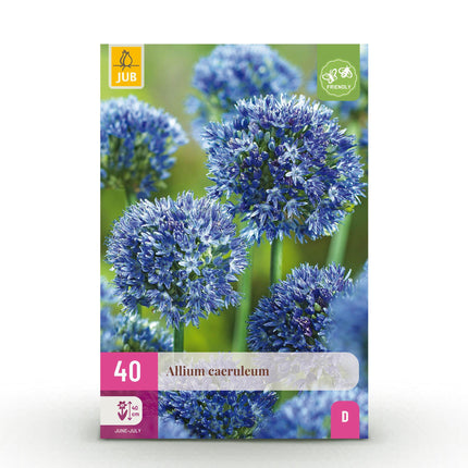 Blumenzwiebeln Allium Caeruleum – 40 Stück – Blauer Zierlauch mit sternförmigen Blüten – Zwiebelgröße 4/5 – Für Beet, Balkon & Terrasse – Pflegeleicht & bienenfreundlich