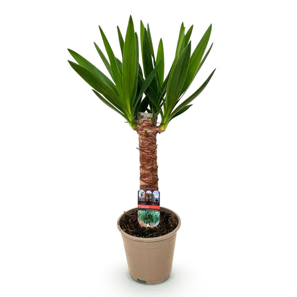 Palmlilie Yucca Elephantipes – 55cm – 14cm – Pflegeleichte Palmlilie mit langen, schmalen Blättern