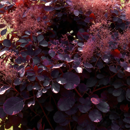 Cotinus coggygria Royal Purple – 3 Pflanzen – 12cm – Höhe ca. 35cm