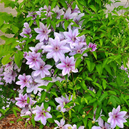 Kletterpflanze Clematis Nelly Moser – Rosa Blüten – Wenig Pflege – 2 Pflanzen – 11 cm Höhe 40 cm – Für Garten, Balkon & Pergolen