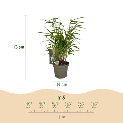 Bambus Fargesia rufa – Immergrün – 2 Pflanzen – Grüner Bambus für Hecke, Garten & Terrasse – Ø14cm Höhe ca. 35cm