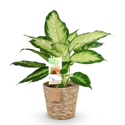 Dieffenbachia Camilla – 45-50cm – 17cm inkl. Naturkorb – Pflegeleichte bunte Zimmerpflanze – Grün – creme gemustertes Blattwerk