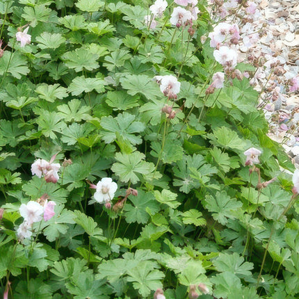 Cambridge Storchschnabel – Geranium cantabrigiense 'Biokovo' – ↕10-25cm – Ø9cm – 6 Pflanzen – Weiß – rosa Blüten – Bodendecker – Pflegeleicht