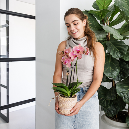 Phalaenopsis Orchidee Pirate Picotee – 2 Pflanzen - Blühende Zimmerpflanze Ø12cm – Orange-Rosa Farbverlauf – Frisch vom Züchter – Eleganter Blickfang fürs Zuhause