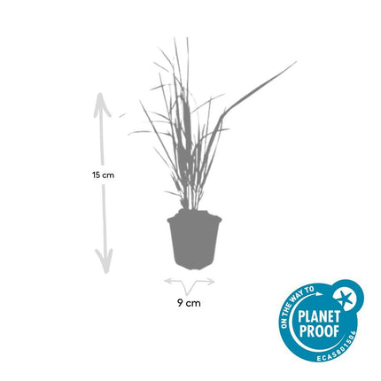 Sandrohr – Calamagrostis acutiflora 'Karl Foerster' – ↕10-25cm – Ø9cm – 12 Pflanzen – Winterhartes Ziergras mit eleganten Blütenrispen