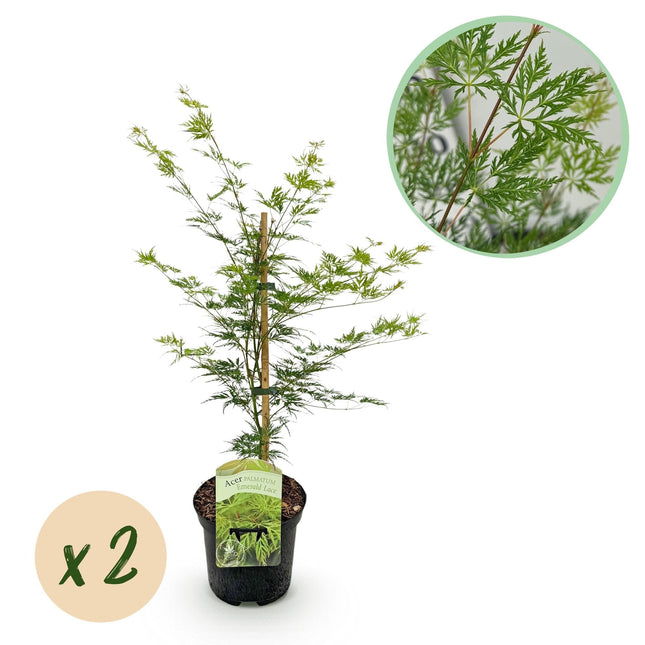 Japanischer Ahorn – Acer palmatum 'Emerald Lace' – 2 Pflanzen – je ca. 70 cm hoch – Topf Ø19 cm – fein geschnittenes Laub – Balkon- & Gartenpflanze