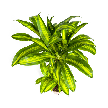 Drachenbaum – Dracaena Fragrans Massangeana – Zimmerpflanze – Tropisches Flair – Luftreinigend – Ø21cm – Höhe 90–110cm – Pflegeleicht