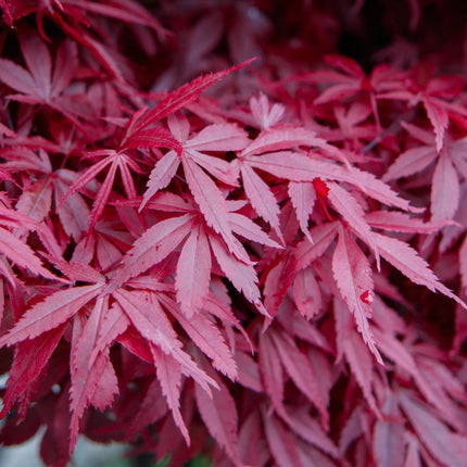 Japanischer Ahorn Acer palmatum 'Skeeter’s Broom' – Lila – Balkon- & Gartenpflanze – Ø19 cm – Ca. 70 cm hoch – Kompakter Zierahorn mit eindrucksvollem Farbspiel