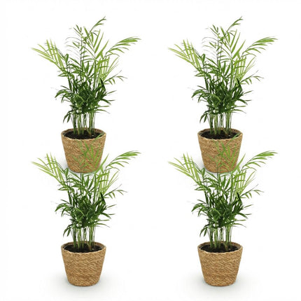Chamaedorea elegans 4er Set Zimmerpflanzen inkl. Naturkorb