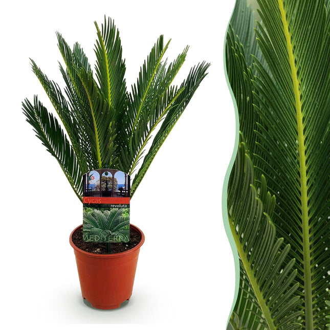 Cycas revoluta Sagopalmfarn – 45cm – 14cm – Pflegeleichte Zimmerpflanze mit fiederartigen Blättern – Exotischer Blickfang für Wohn – & Arbeitsräume