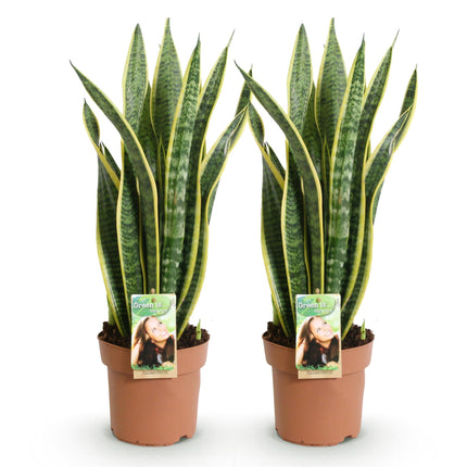 Sansevieria Laurentii – 2 robuste Zimmerpflanzen – 60-70cm – 17cm – Grün – Gelb – Pflegeleicht & luftreinigend