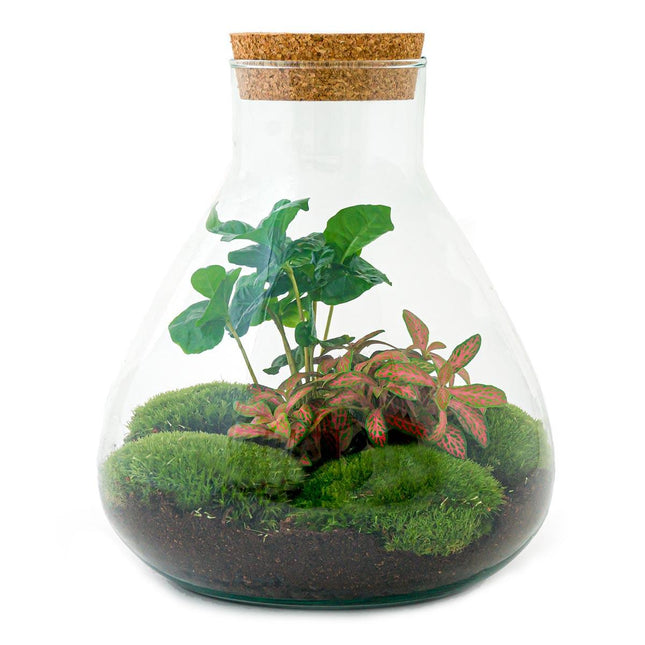 Flaschengarten Sammie Coffea – DIY Bausatz Terrarium – ↕26cm – Do-It-Yourself Pflanzen-Set mit Korkdeckel – Autarkes Mini-Ökosystem – Inkl. Coffea Arabica, Fittonia & Moos – Für Zuhause & Büro