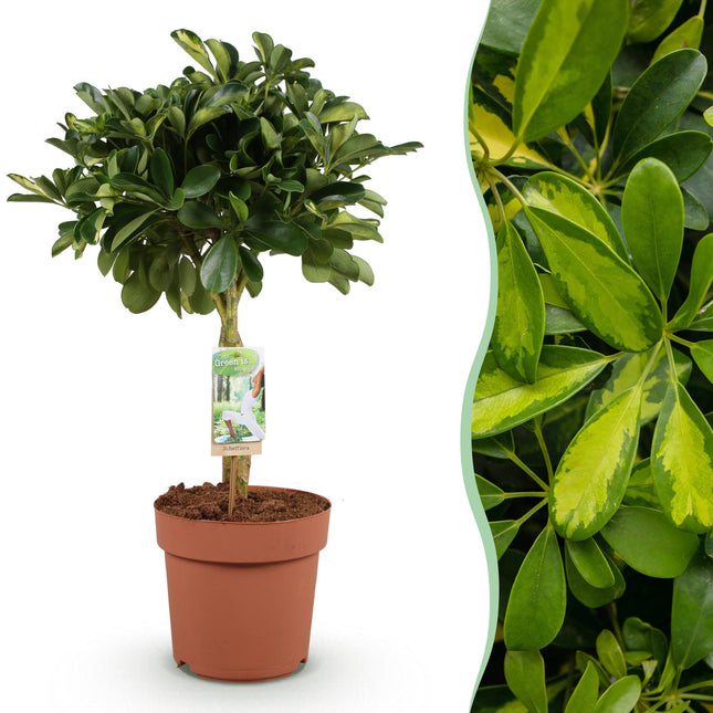 Schefflera Gold Capella – 70-81cm – 21cm – Pflegeleichter Fingerbaum in Grün – Gold – Große luftreinigende Zimmerpflanze für Wohn – & Arbeitsräume