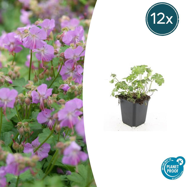 Storchschnabel Geranium cantabrigiense 'Cambridge' – ↕10-25cm – Ø9cm – 12 Pflanzen – Bodendecker & Staude mit rosa Blüten