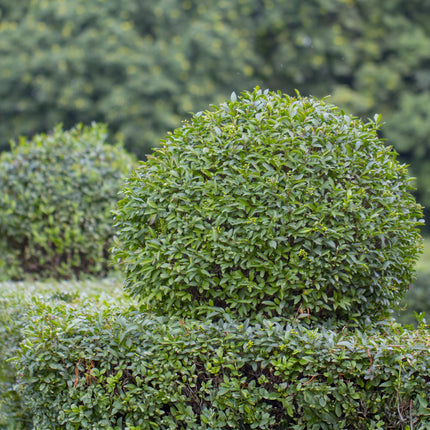 Ovalblättriger Liguster Ligustrum ovalifolium – Immergrün – Heckenpflanze – Blatt Grün – 6 Pflanzen – 1 m laufend – Pflegeleicht – 17cm Höhe 55cm