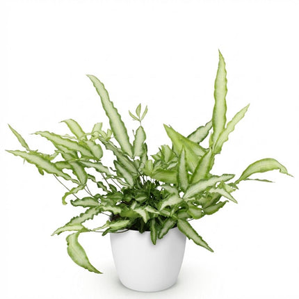 Pteris Cretica Albolineata Schwertfarn Zimmerpflanze mit weißem Topf Ø12cm Höhe 20cm Haustierfreundliche Grünpflanze pflegeleicht für Zimmer & Büro